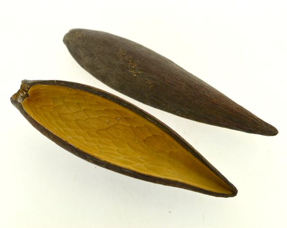 Casca canoinha - Natural - Tamanhos variados (5 peças)